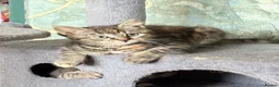 Mixed Breed cats for sale: Beautiful tabby female available  - Advert 5