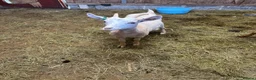 Goats livestock for sale: 2 Golden Guernsey Goats - Advert 8