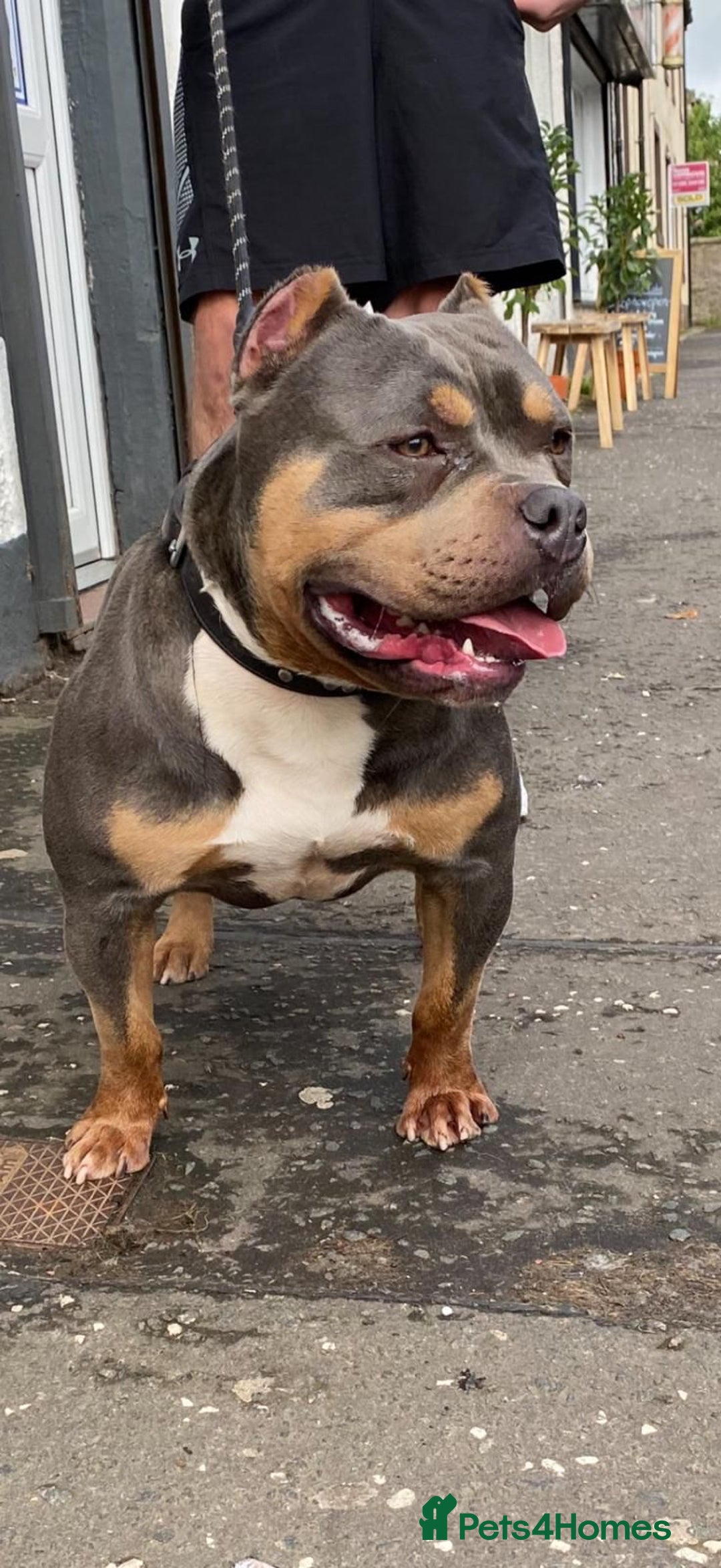 American Bully dogs for sale: Pocket bully pups - Advert 13