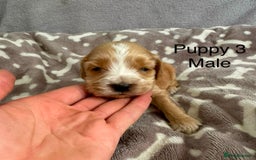 Cocker Spaniel dogs for sale: 🐾⭐️Exceptional ShowType Cocker Spaniel Puppys🐾⭐️ - Image 9