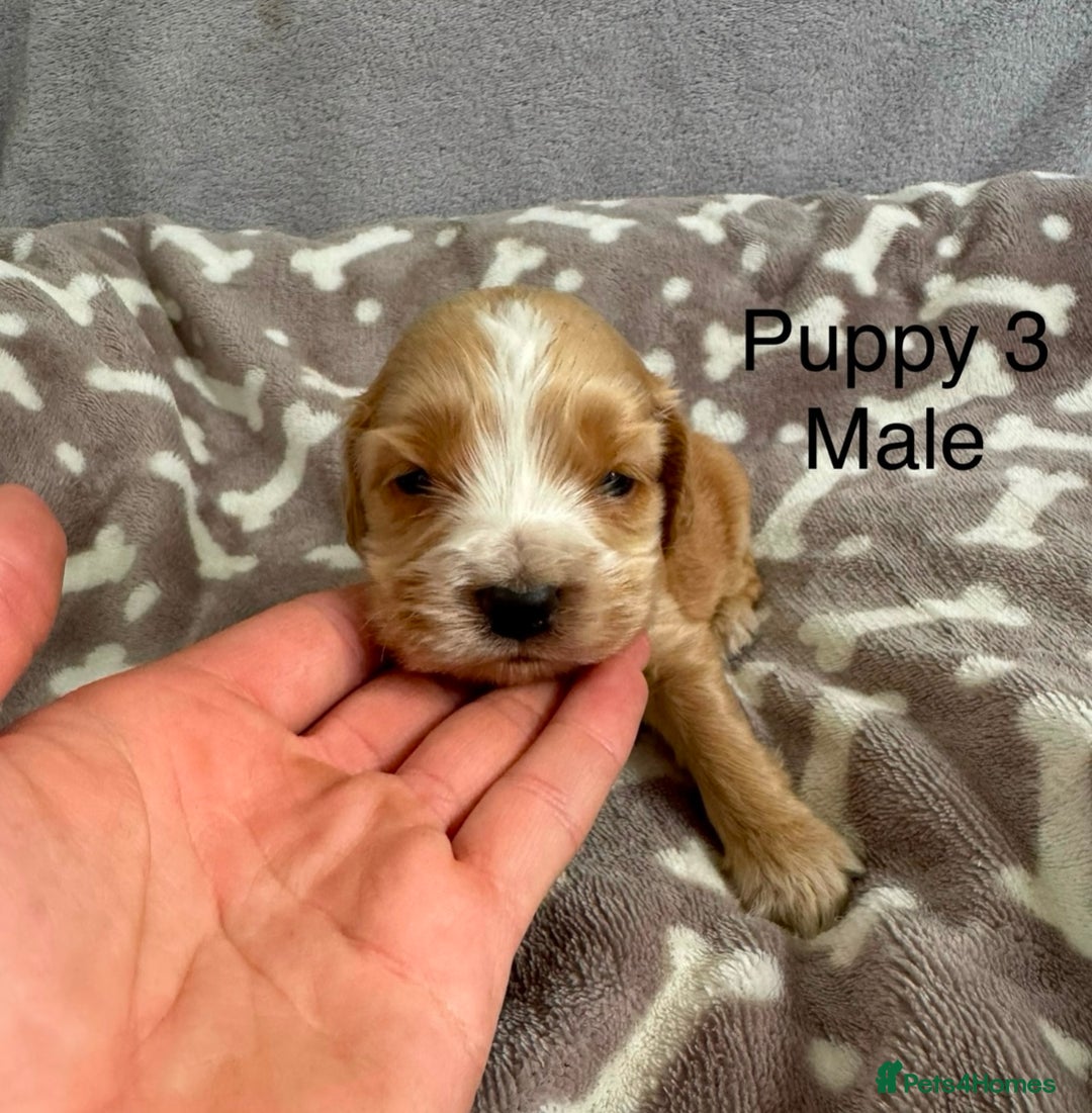 Cocker Spaniel dogs for sale: 🐾⭐️Exceptional ShowType Cocker Spaniel Puppys🐾⭐️ - Image 9
