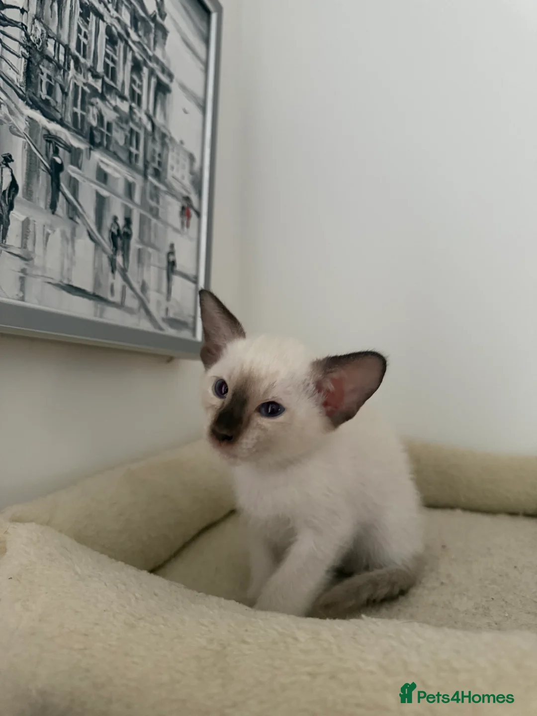 Siamese cats for sale: 3 adorable Siamese kittens 😻 - Advert 16