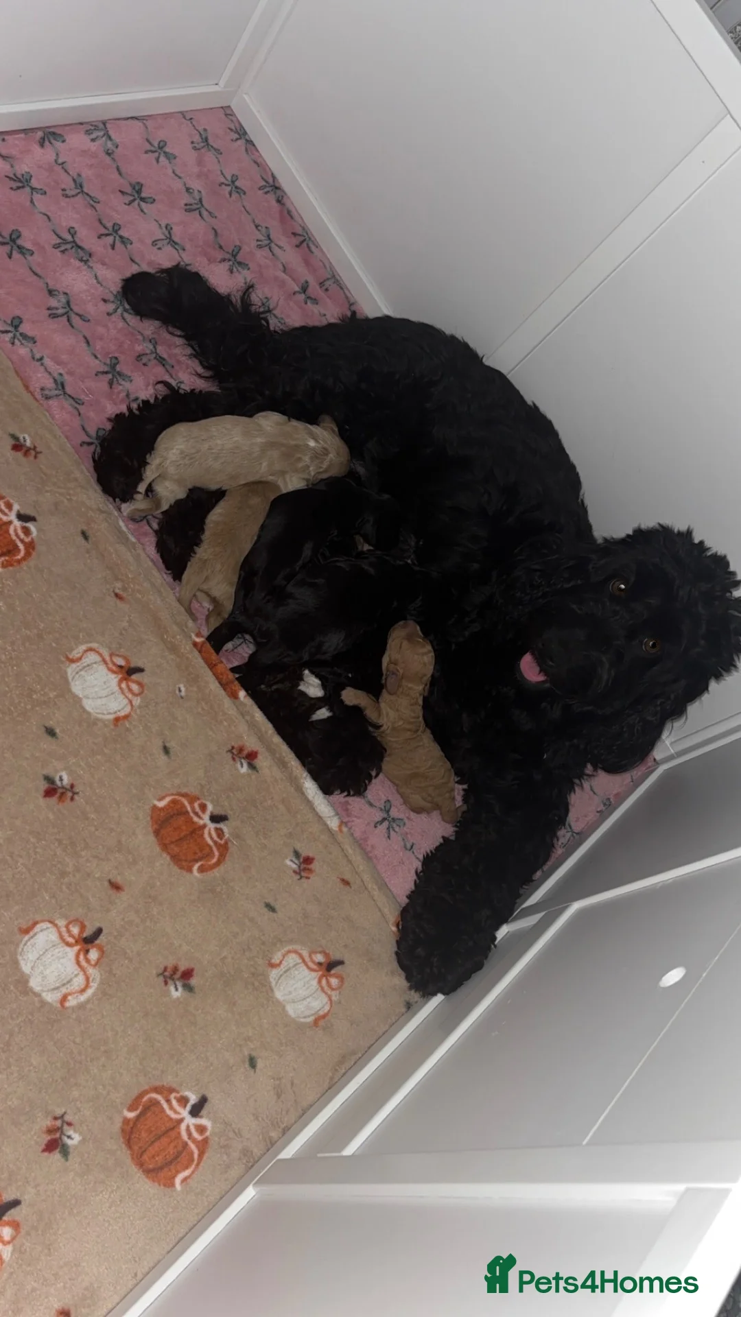 Cockapoo dogs for sale: 🐾💕7 GORGEOUS COCKAPOOS GIRLS 💕🐾 in Littlehampton - Advert 40
