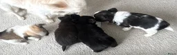 Chihuahua dogs for sale: Beautiful litter of long coat kc reg chihuahuas in Stockport - Advert 4