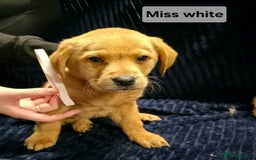 Labrador Retriever dogs for sale: Golden Labrador puppies  - Image 18