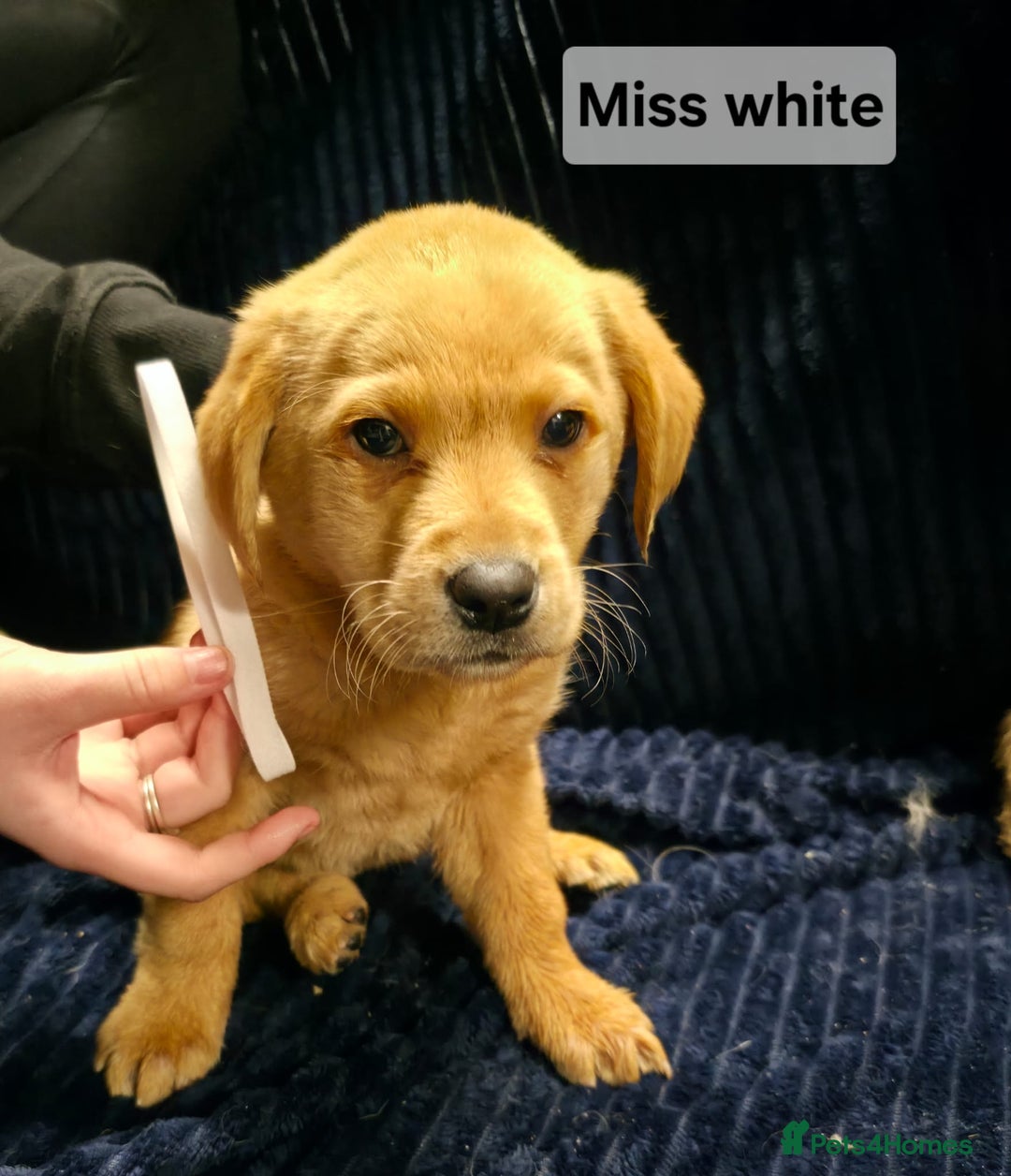 Labrador Retriever dogs for sale: Golden Labrador puppies  - Image 18