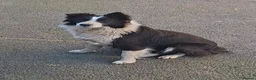 Border Collie dogs for sale: Border collie pups in Southampton - Advert 14