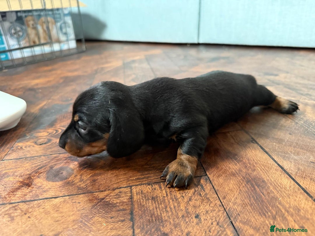 Miniature Dachshund dogs for sale: Beautiful KC Registered Miniature Dachshunds - Image 11