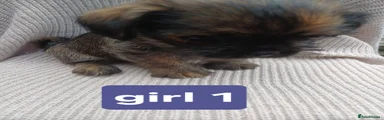 Mixed Breed 5