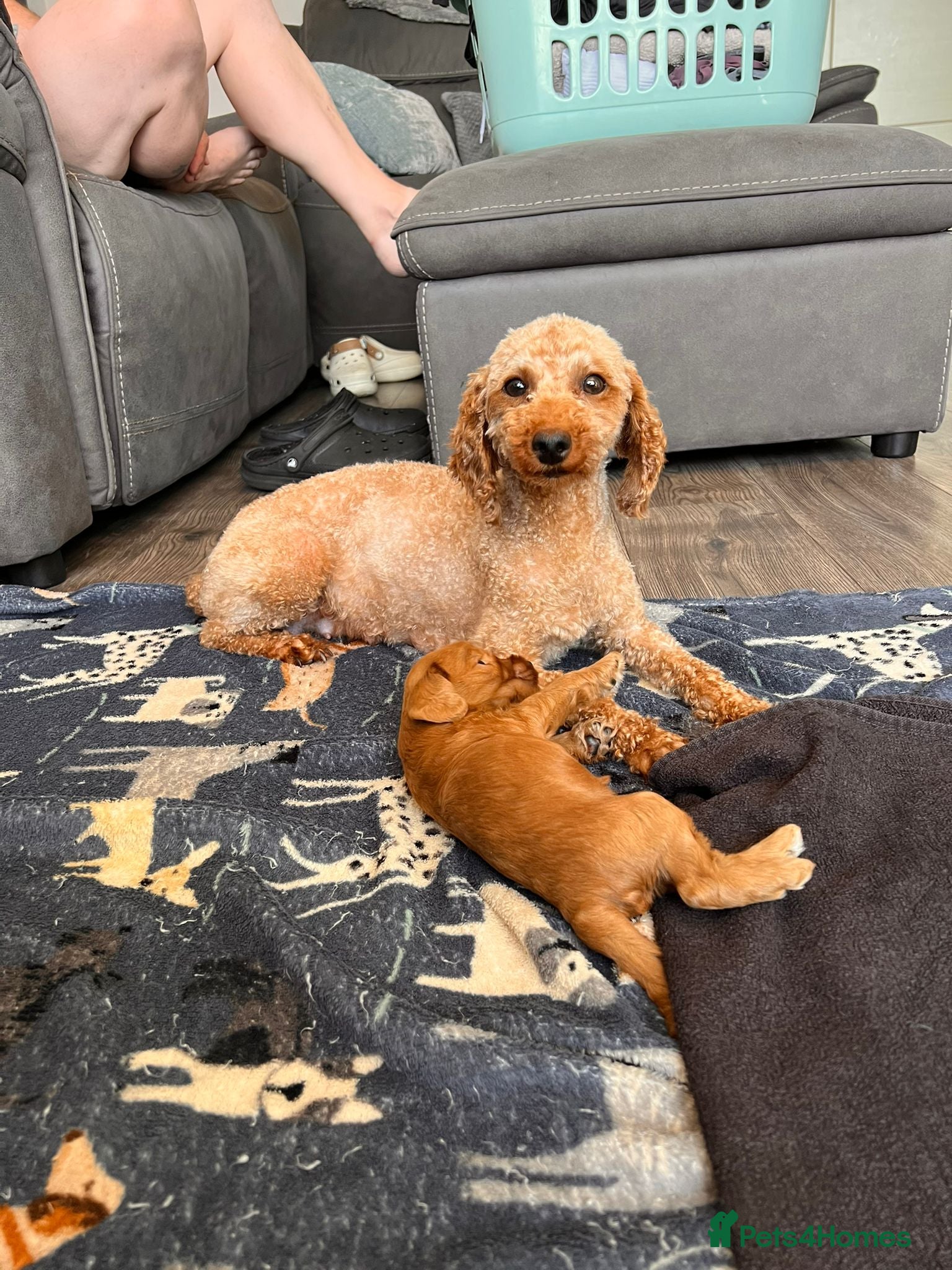 Cockapoo dogs F1 cockapoo only one boy available  - Advert 1