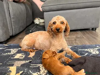 Cockapoo dogs F1 cockapoo only one boy available - Advert 1