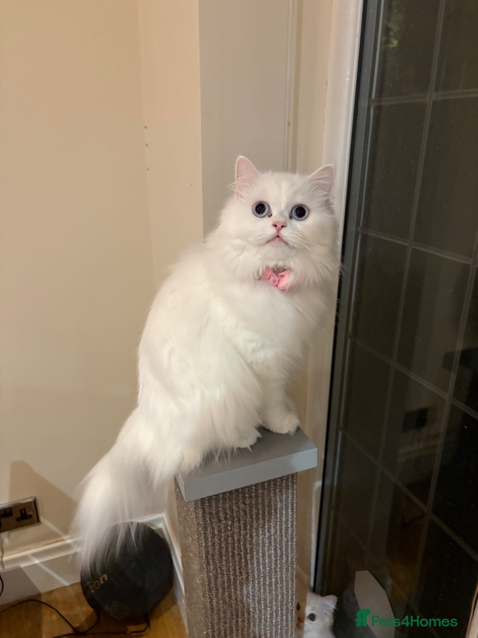 Persian cats Persian cat - Advert 1