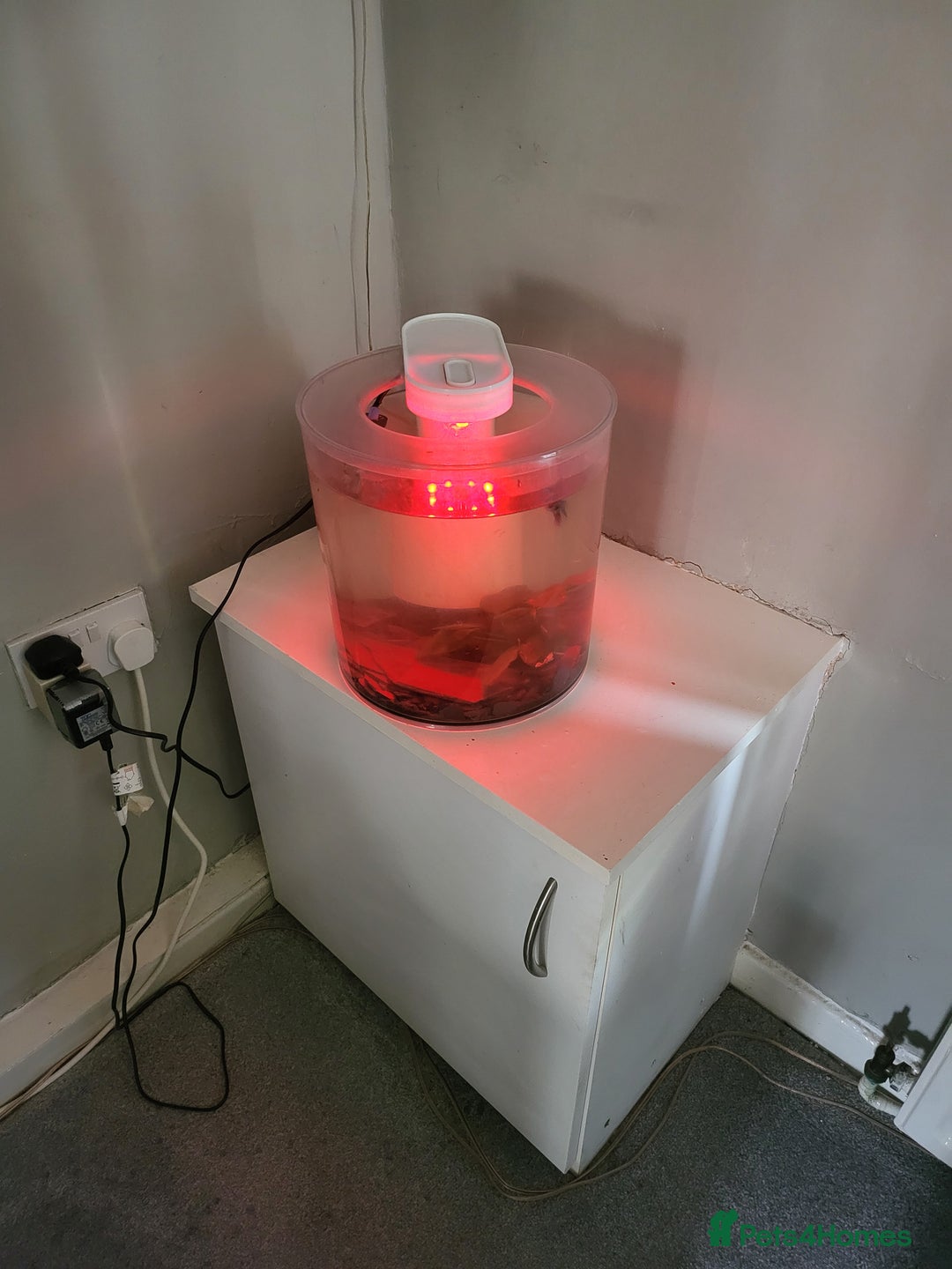 Bettas fish for sale: Cylinder tank, accessories and betta fish - Image 6