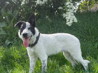 Border Collie dogs Border collie stud available - Advert 1
