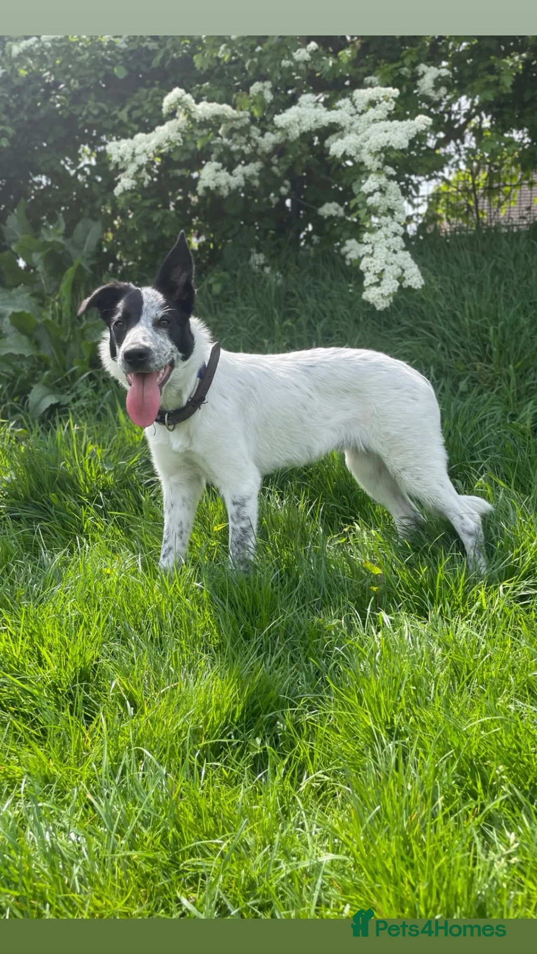 Border Collie dogs for stud: Border collie stud available  - Advert 1