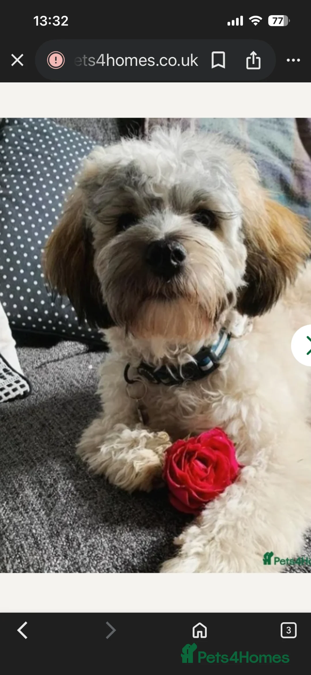 Shihpoo dogs for sale: Shihpoo puppies - Advert 17