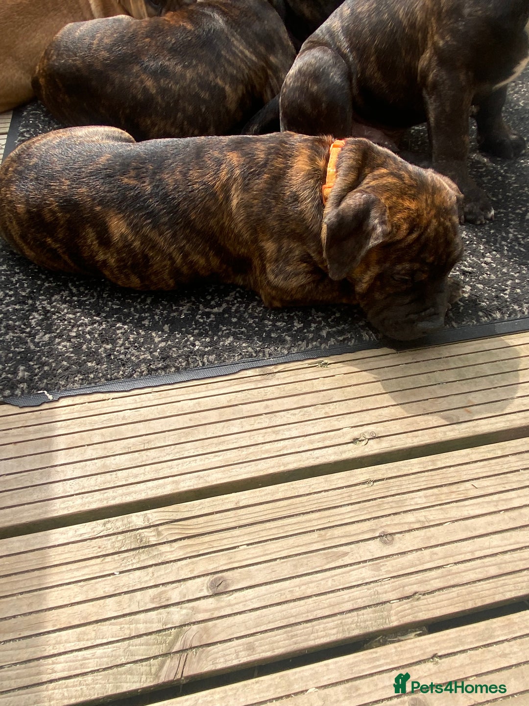 Mixed Breed dogs for sale: Old tyme bulldog in Shotts - Image 23