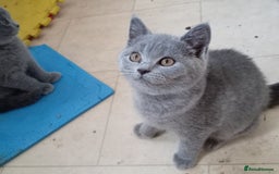 British Shorthair cats for sale: 4 British short hair lilac girls 1 choch torte boy - Image 12