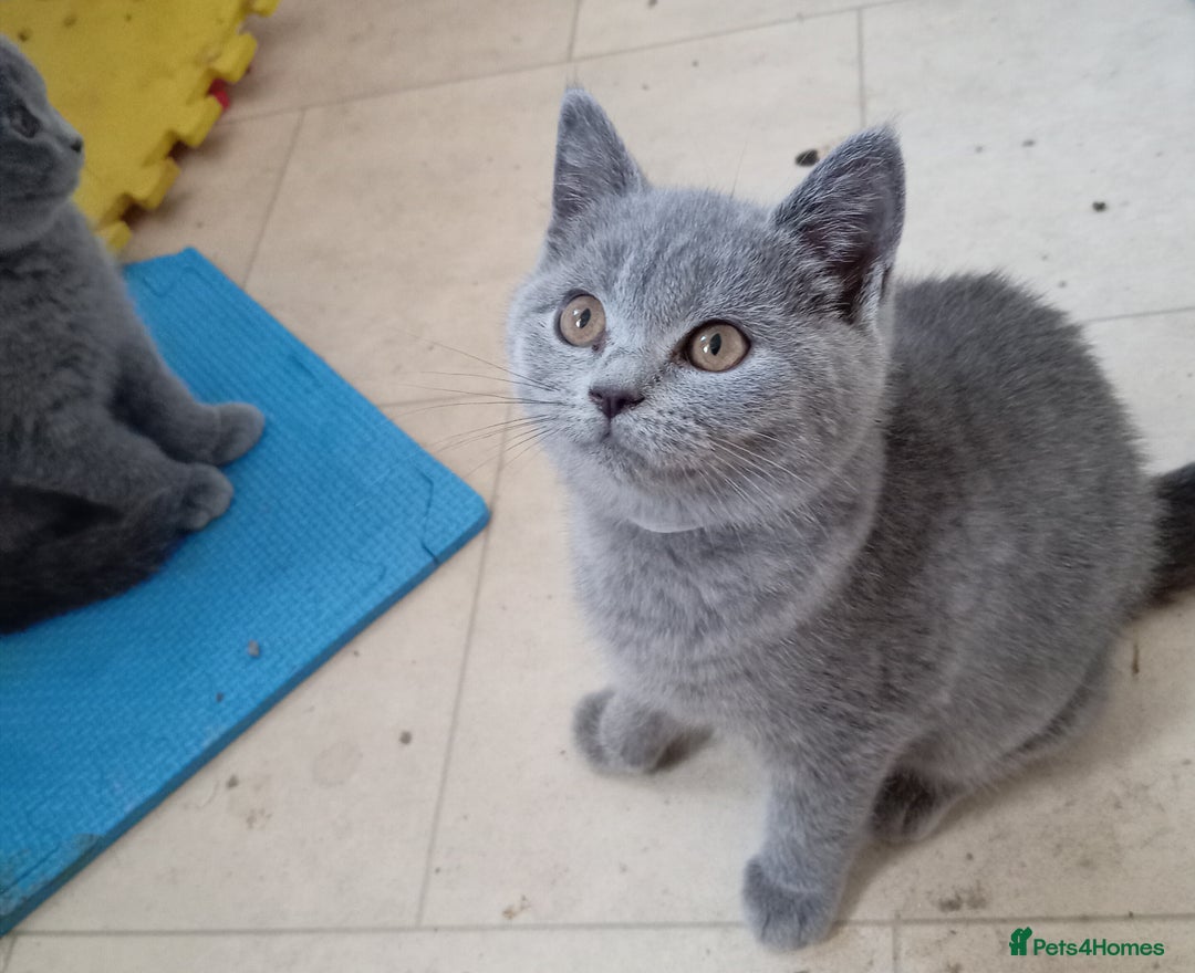 British Shorthair cats for sale: 4 British short hair lilac girls 1 choch torte boy - Image 12