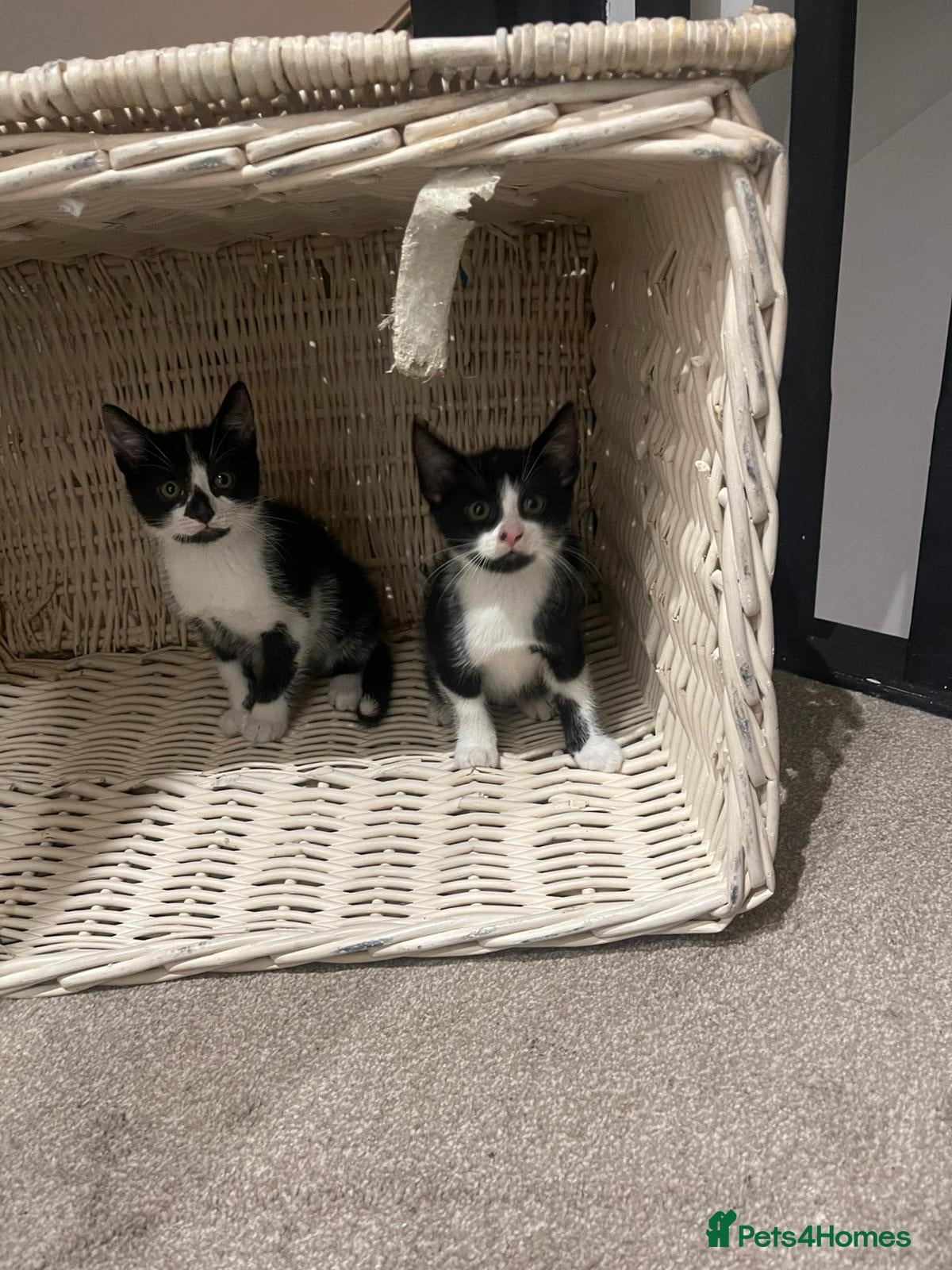 Mixed Breed cats Gorgeous kittens two boys  - Advert 1