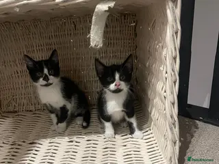 Mixed Breed cats Gorgeous kittens two boys - Advert 1