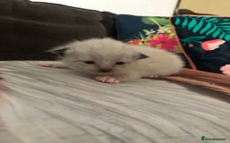 Ragdoll cats for sale: Ragdoll kittens  - Image 23
