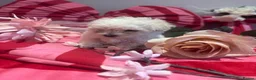 Maltipoo dogs for sale: F1 stunning Asian Maltipoo cream tiny puppies  - Advert 30
