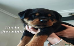 Rottweiler dogs for sale: Rottweiler puppies - Image 4
