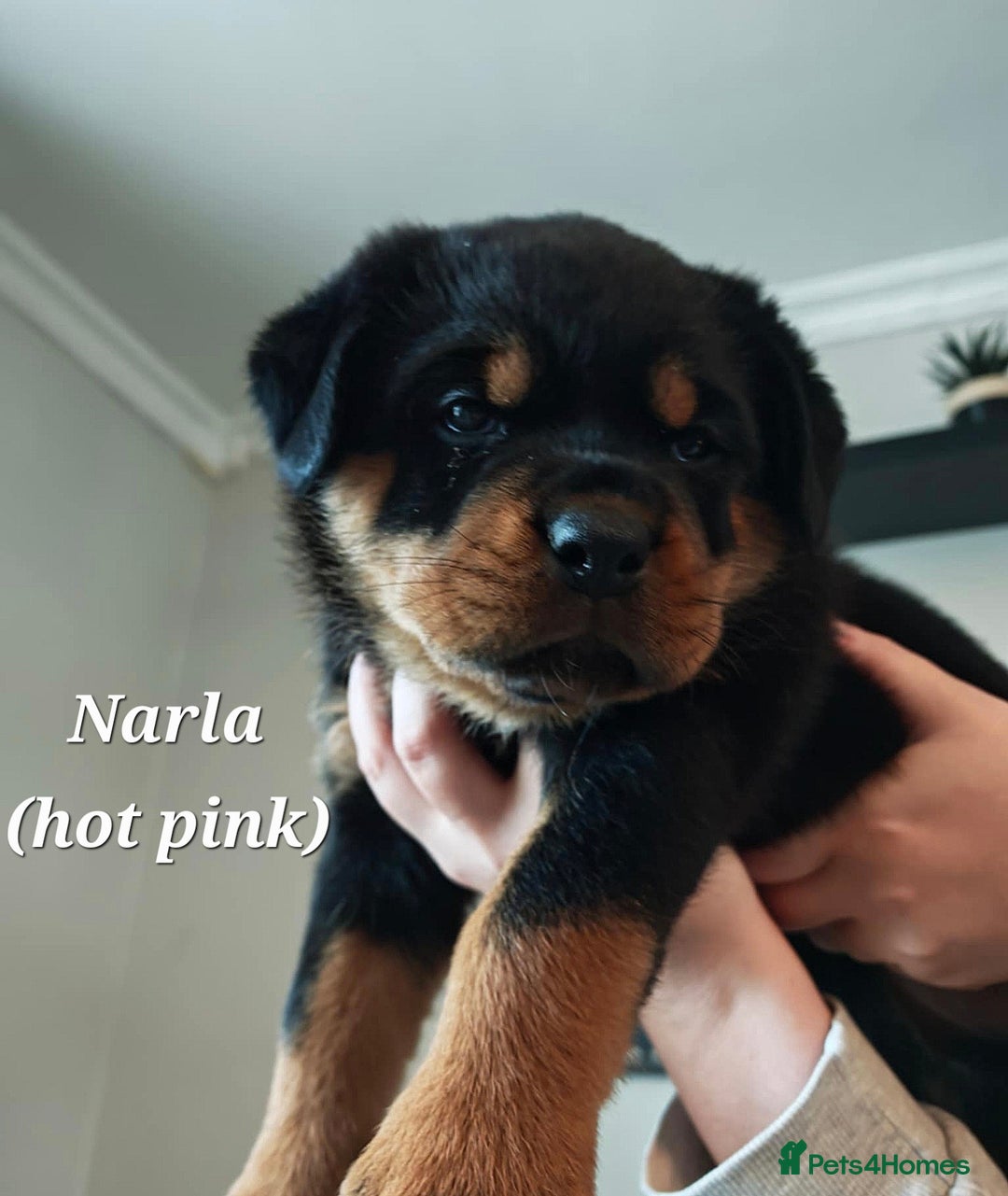 Rottweiler dogs for sale: Rottweiler puppies - Image 4