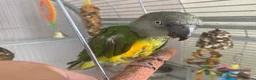 Parrots birds for sale: African Senegal  - Advert 5