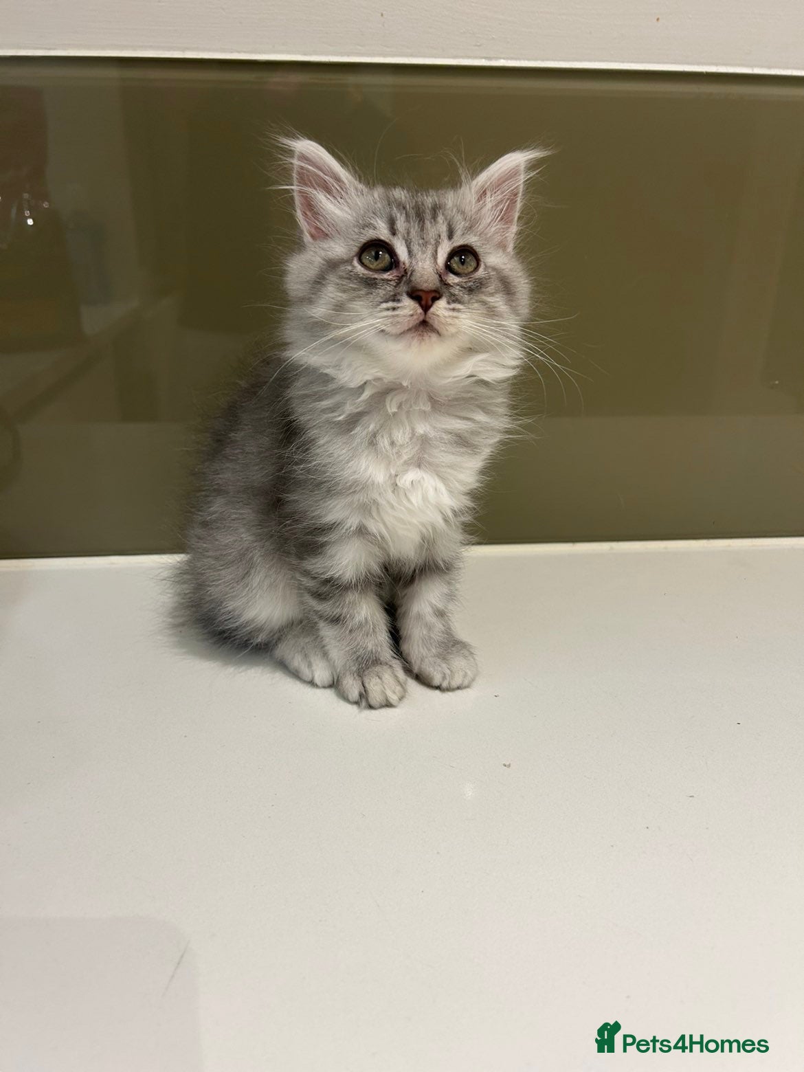 Scottish Fold cats Fluffy British long hair kittens   - Advert 15