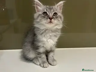 Scottish Fold cats Fluffy British long hair kittens - Advert 15