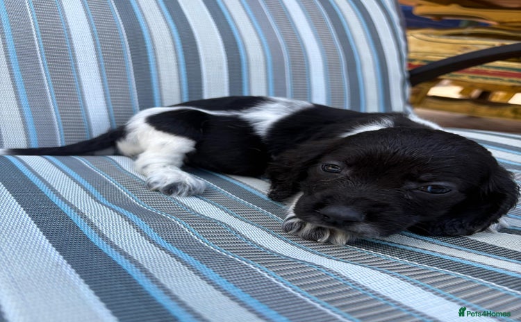 Sprocker dogs - Advert 4
