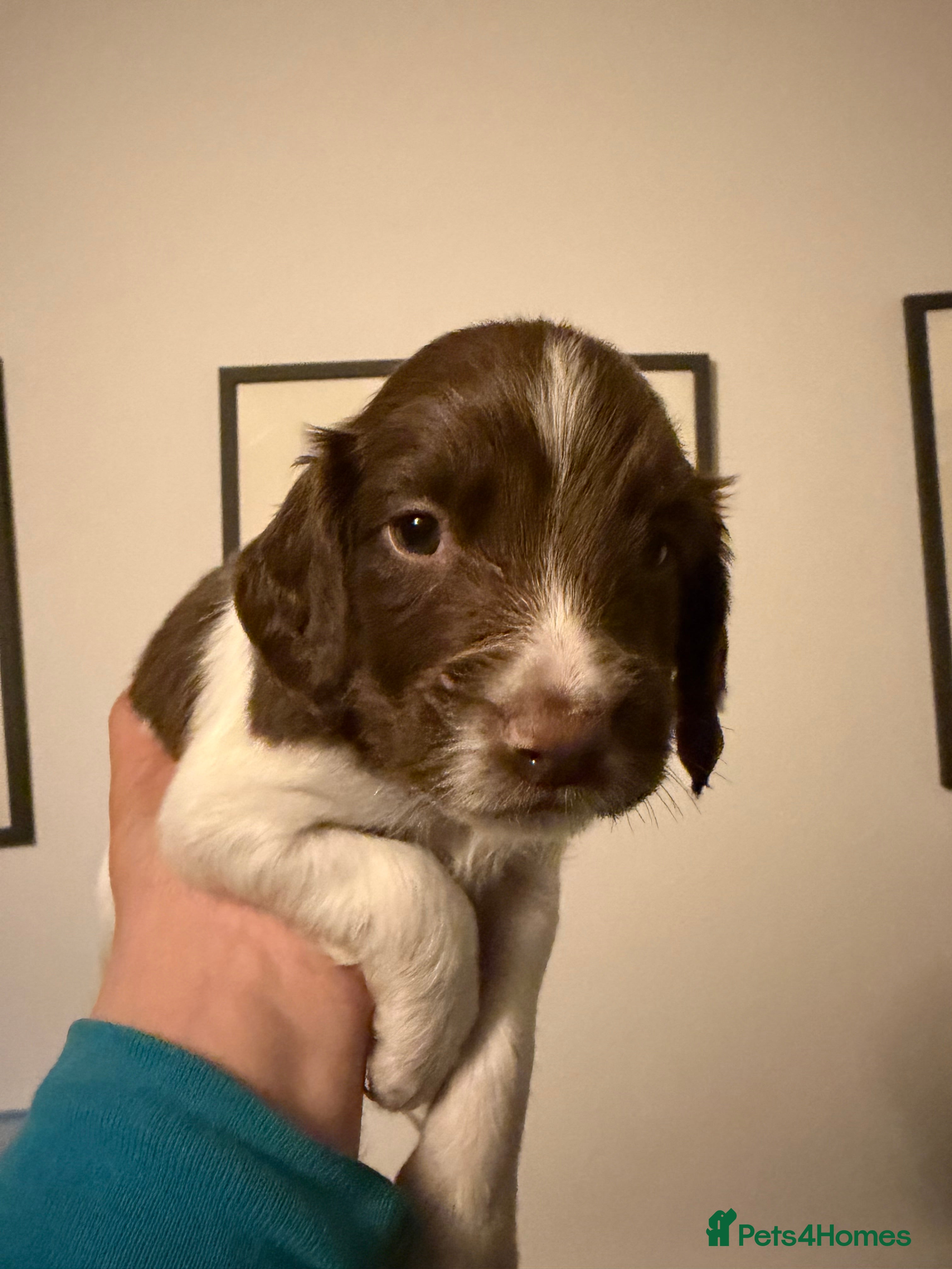 English Springer Spaniel dogs for sale: KC Reg - L&W *Docked&Vetted* 1 L&W Dog available  - Advert 2