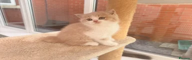 British Shorthair Kitten 3 