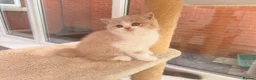 British Shorthair cats for sale: Stunning GCCF British Shorthair Cream Bicolour Boy - Advert 23