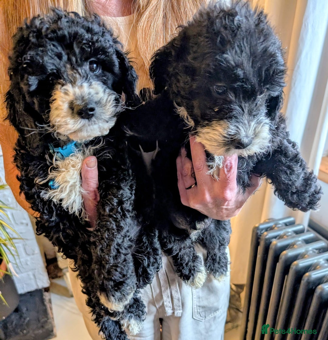 Mixed Breed dogs for sale: Cavapoochon puppies Ready now  - Image 4