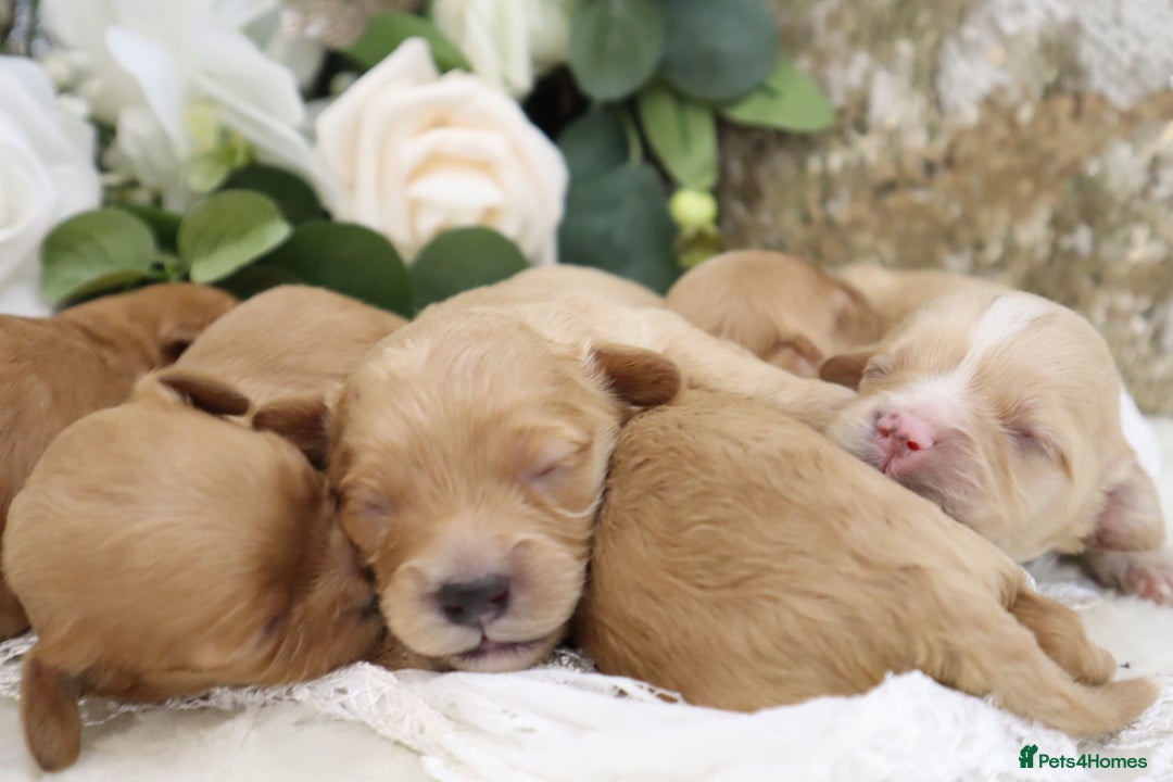 Cavapoo dogs for sale: *HEALTH TESTED* CAVAPOO PUPPIES - Image 19