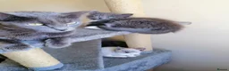 Russian Blue cats for sale: beautiful kittens😻😍 - Advert 29