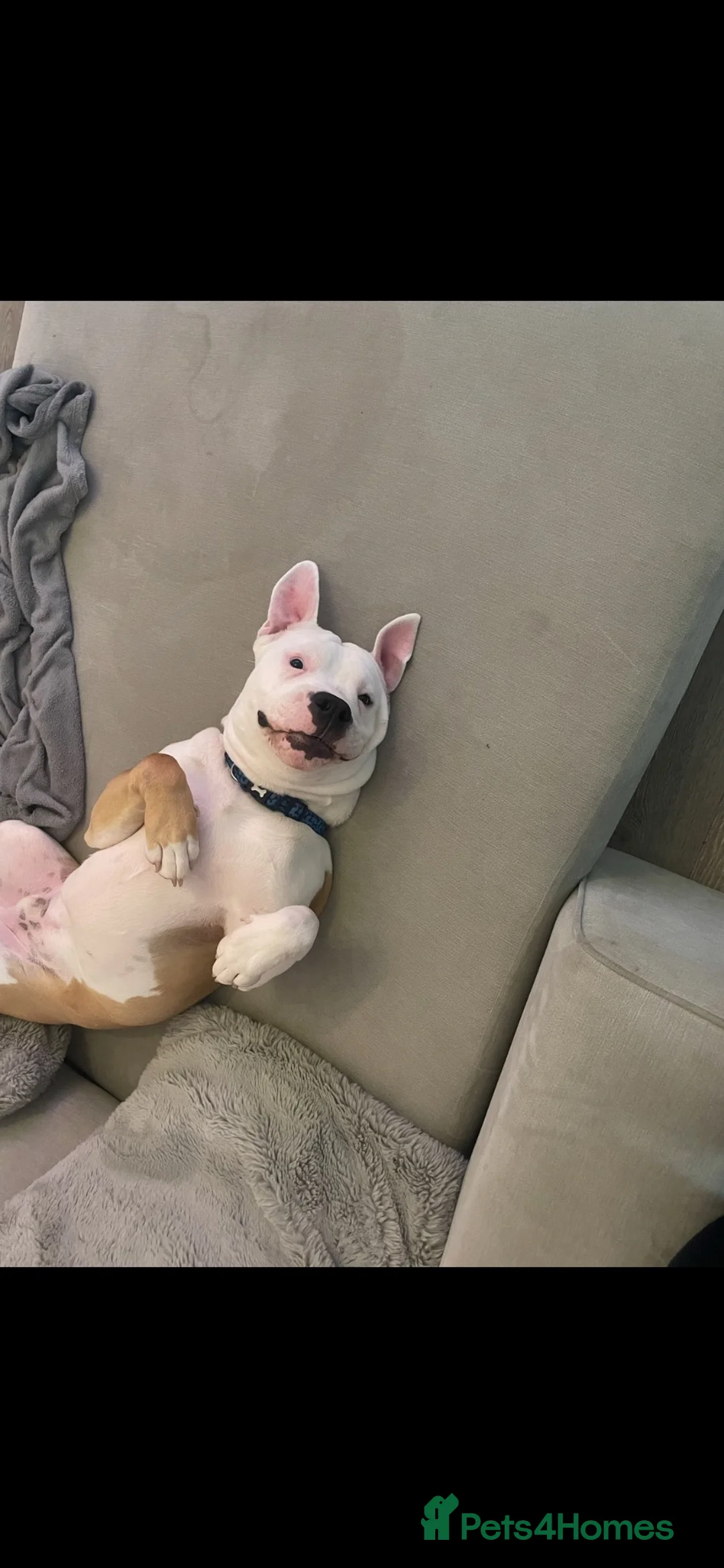 American Bulldog dogs for sale: Ghost in Hemel Hempstead - Advert 7