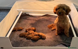 Miniature Poodle dogs for sale: Dark Red Miniature Poodle puppies  - Image 9