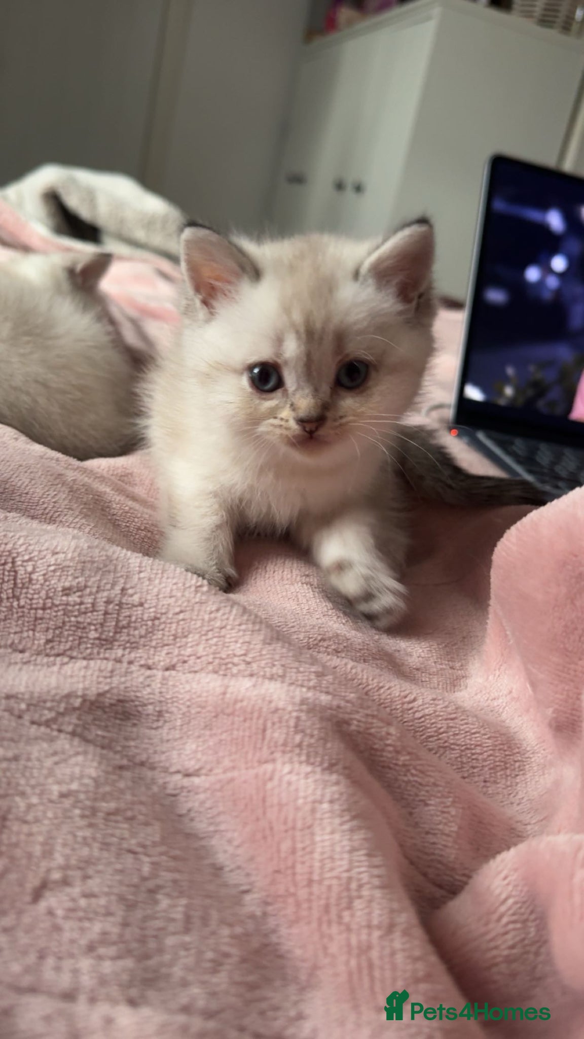 British Shorthair cats Last Full pedigree British shorthair female 🐾 - Advert 3