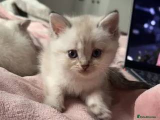 British Shorthair cats Last Full pedigree British shorthair female 🐾 - Advert 3