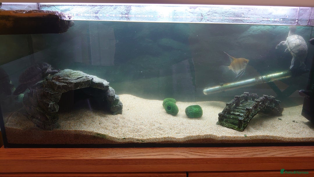 Turtle reptiles for sale: 2x Musk Turtle (Females) & Set Up - Image 1