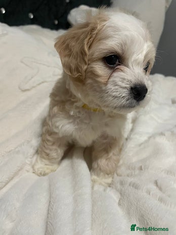 Mixed Breed dogs - Advert 2