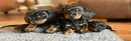 Miniature Dachshund dogs for sale: KC Reg. Miniature Smooth Haired Dachshund Puppies in Fordingbridge - Advert 2