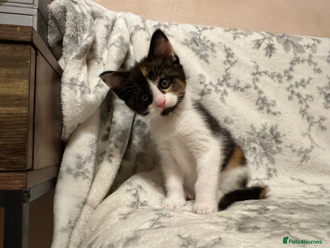 Maine Coon cats for sale: Maine coon babies - Advert 6