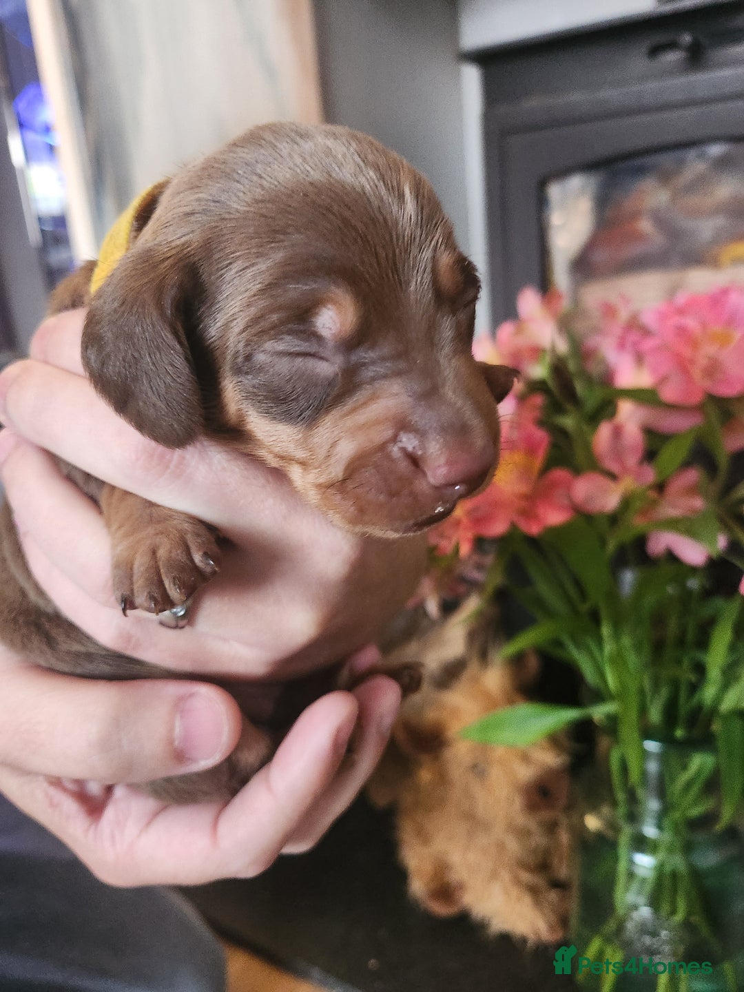Miniature Dachshund dogs for sale: Chocolate and Tan mini dachshund  - Image 30