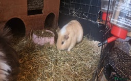 Guinea Pig rodents for sale: Female Guinea Pig Duo for Rehoming  - Image 3