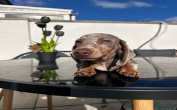 Miniature Dachshund dogs for sale: Last boy - Miniature long hair dachshund 🤍 - Image 7